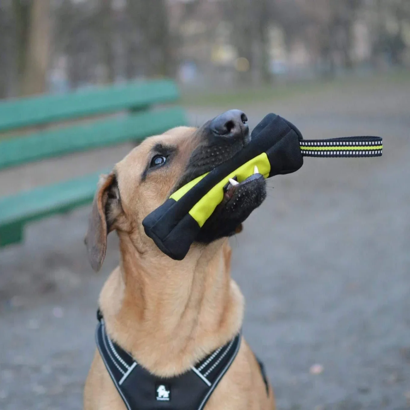 Truelove köpek eğitim Retrieve - Food Storage Zipper incelemesi ve fiyatı